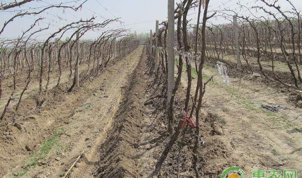 秋施基肥有必要吗?果树秋施基肥的重要性