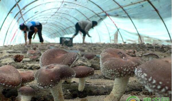 菌类种植：食用菌发酵料的使用方法及注意事项