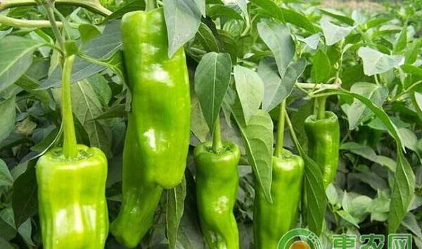大棚辣椒落花落果怎么办?大棚辣椒落花落果原因及防治措施