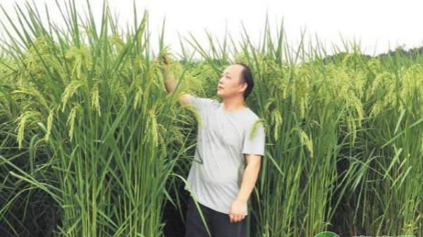 巨型水稻亩产多少斤？它的研发成功为什么引来了那么多担忧？