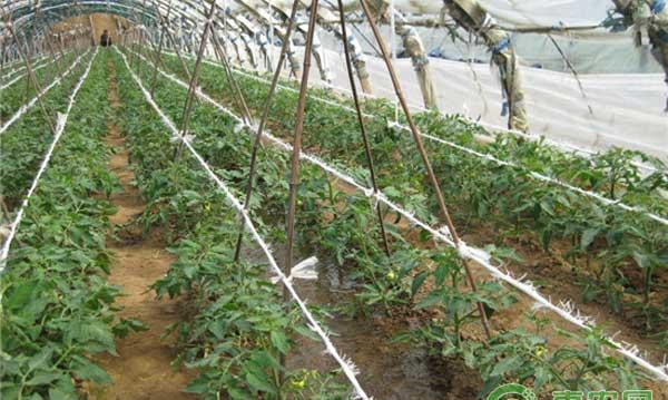 河北地区大棚番茄秋延栽培技术要点