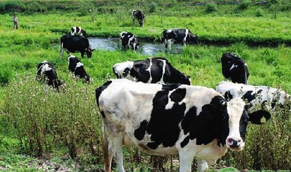 奶牛养殖注意事项