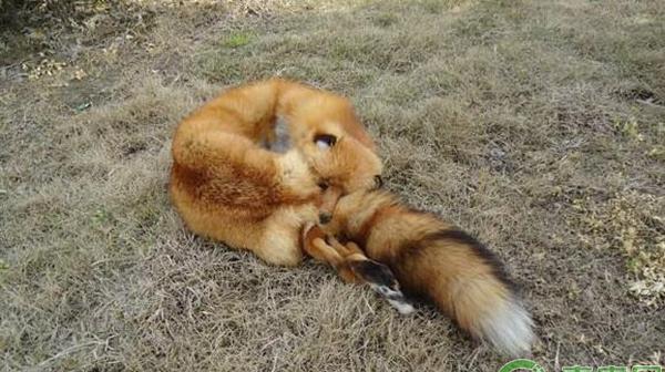 狐狸肠炎