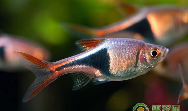 做养鱼高手，只须这四个字!