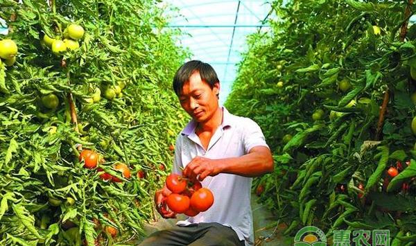 番茄根结线虫怎么治愈？番茄根结线的治愈方法