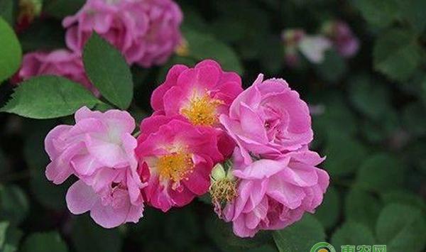 花草繁殖技巧