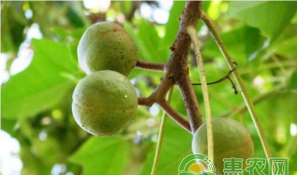 果树叶面喷肥应注意什么？影响果树叶面喷肥效果的原因及喷肥技巧