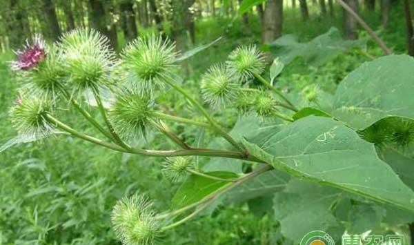 牛蒡种植技术要点