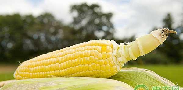 玉米良种对产量影响大，农民该如何挑选优良的玉米品种？