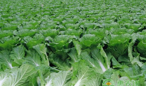 白菜根肿病特点及防治措施