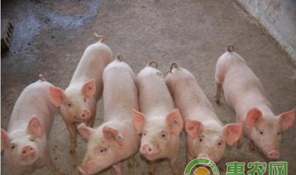 仔猪病毒性腹泻怎么治？仔猪病毒性腹泻症状及防治方法