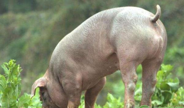 种公猪饲养管理