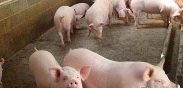 黄膘肉成因、鉴定处理及预防措施