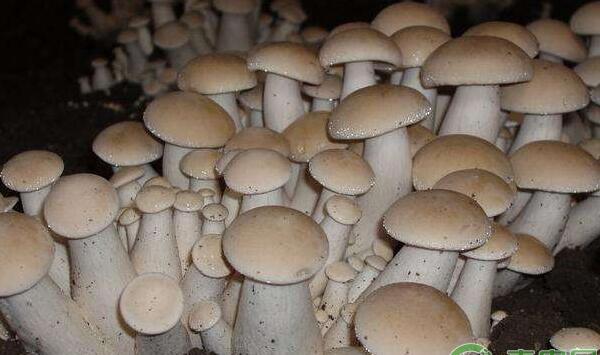 食用菌杂菌的防治措施