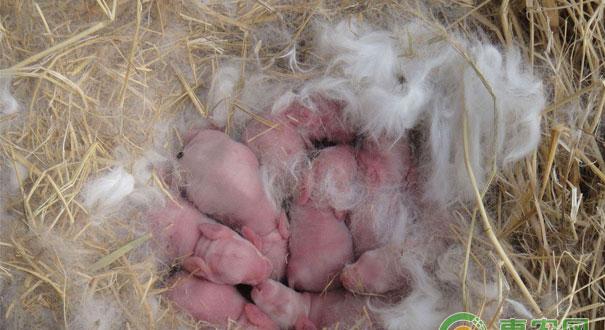 母兔秋季配种技术要点