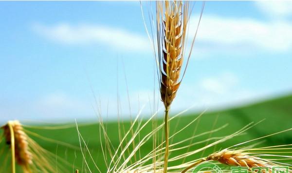 小麦倒伏怎么办？小麦倒伏原因及关键预防措施介绍