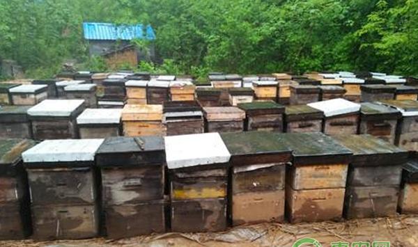 狼青幼犬怎么饲养