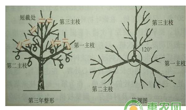 砂糖橘树幼树第一到四年整形过程分享