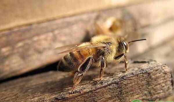 中蜂的分蜂、换王、换脾技术