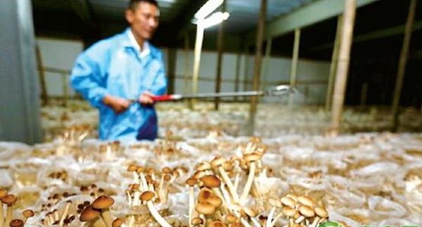 茶树菇病虫害防治