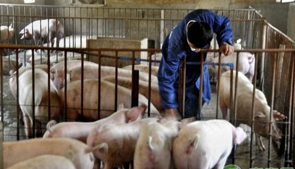 母猪实用养殖技术之常见病防控要点