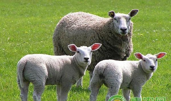 秋季如何快速育肥肉羊？肉羊快速育肥技术介绍