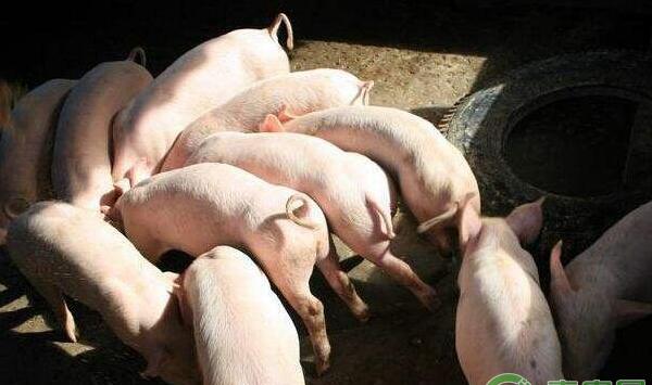 黄膘肉预防措施