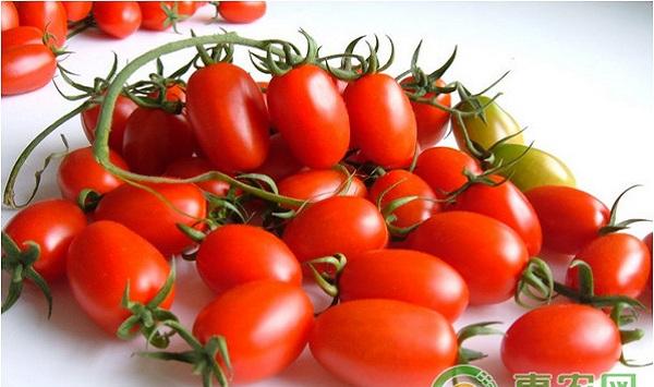 圣女果高效栽培技术