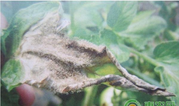 番茄灰霉病怎么防治？番茄灰霉病防治措施介绍