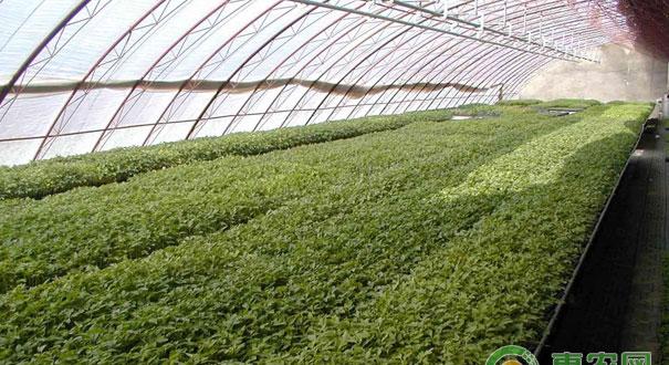 农药肥料的搭配技巧