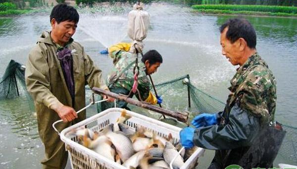 常用鱼病防治技术