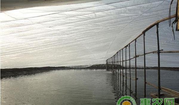 南美白对虾冬棚搭建方法及养殖技术要点介绍