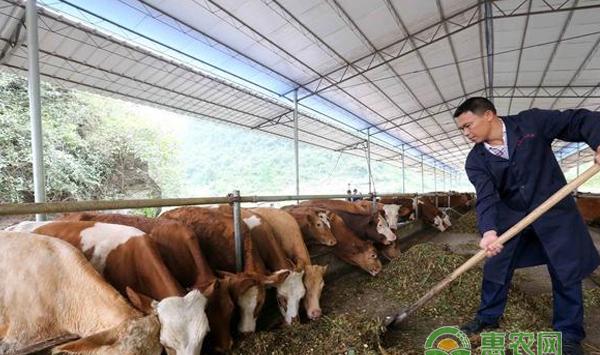 肉牛怎么绿色养殖？绿色养殖肉牛的三大注意事项
