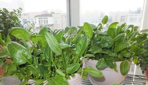 阳台菠菜种植