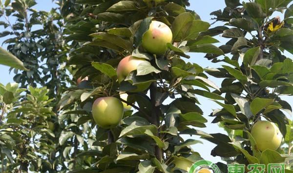 林业果树种植技术及果品质量安全情况分析