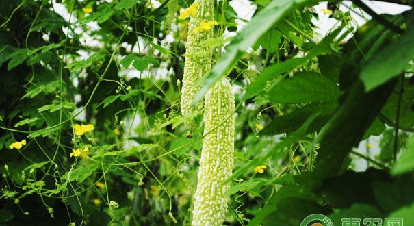 苦瓜嫁接苗的定植方法