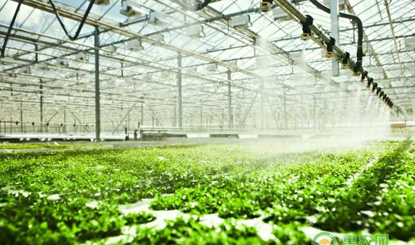 大棚蔬菜种植施肥问题的解决方法