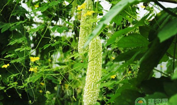 有机蔬菜、育苗的栽培技术