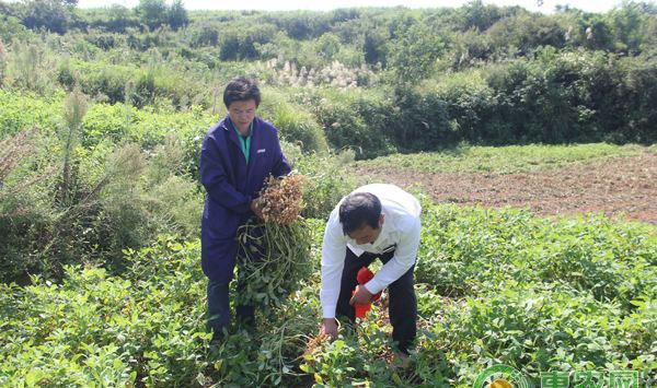 花生种植技术：花生缺磷的症状及防治办法