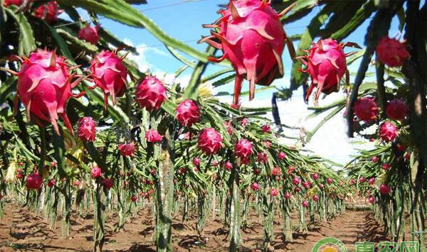 超级全面的火龙果种植技术，赶紧收藏吧！