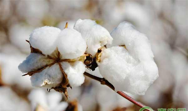 棉花种植遇上灾害性天气怎么办？如何补救？