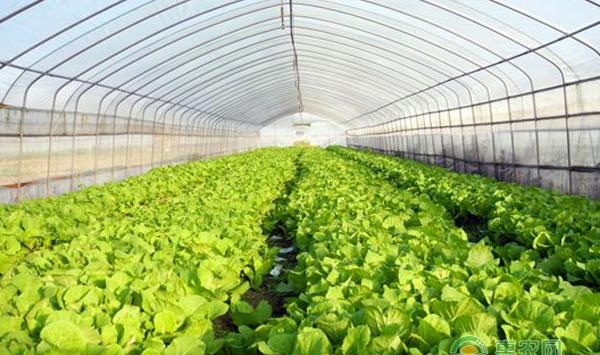 大棚蔬菜施肥中存在哪些问题？
