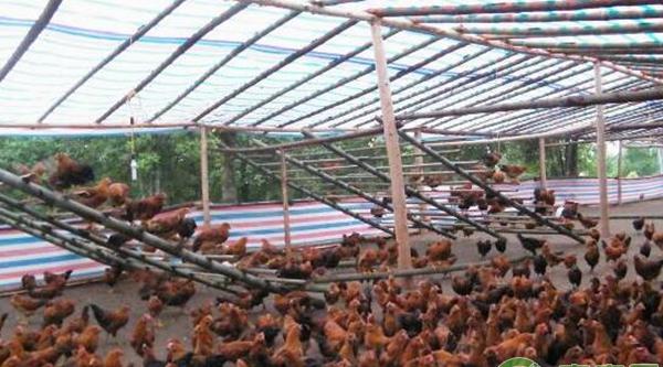 鸡场感染球虫病