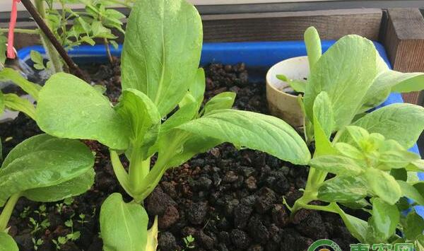 鱼菜共生系统如何在种植床上种植蔬菜