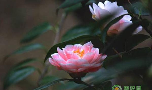 茶花种植基质多种多样