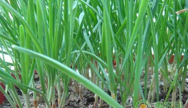 碱性土壤改良方法及种植韭菜技术