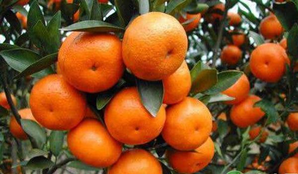 砂糖橘树缺钾元素