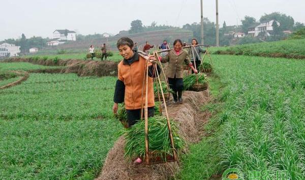 韭菜高产技术：农民高产韭菜种植经验及方法！
