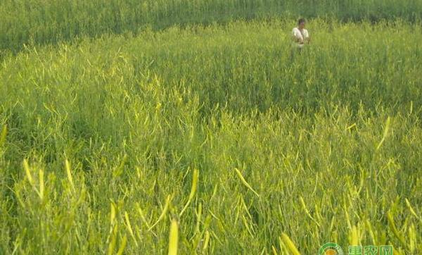 黄花菜怎么种？黄花菜种植高产技术