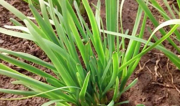 韭菜菌核病的防治措施